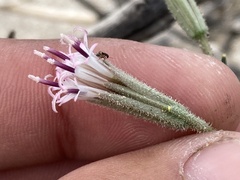 Palafoxia arida arida