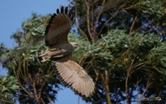 Buteogallus meridionalis