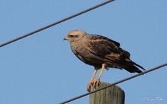 Buteogallus meridionalis