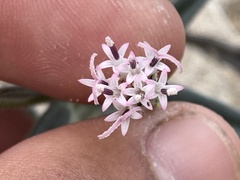 Palafoxia arida arida