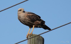 Buteogallus meridionalis