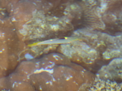 Halichoeres hortulanus