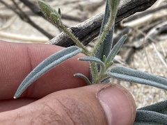 Palafoxia arida arida