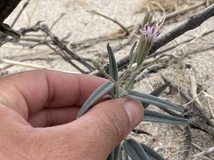 Palafoxia arida arida