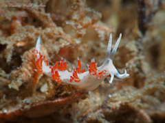 Flabellina dushia