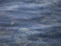 Carcharhinus melanopterus