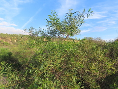 Phyllodineae