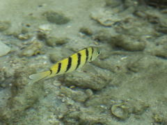 Abudefduf bengalensis