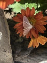 Palpita
