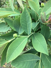 Dais cotinifolia
