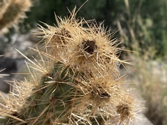 Cylindropuntia wolfii