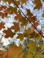 Acer truncatum