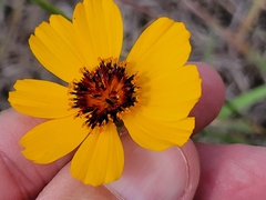 Thelesperma filifolium