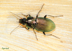 Poecilus cupreus