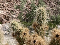 Cylindropuntia wolfii