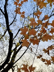 Acer truncatum