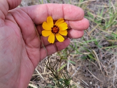 Thelesperma filifolium