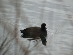 Fulica americana