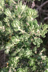 Cliffortia polygonifolia