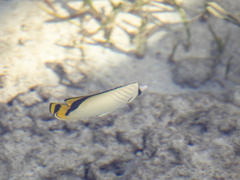 Chaetodon vagabundus