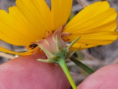 Thelesperma filifolium