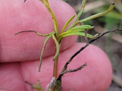 Thelesperma filifolium