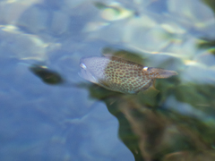 Cantherhines pardalis