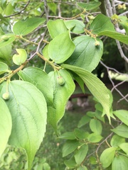 Celtis africana