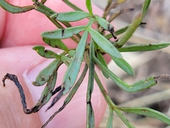 Thelesperma filifolium