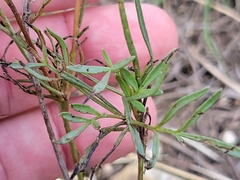 Thelesperma filifolium