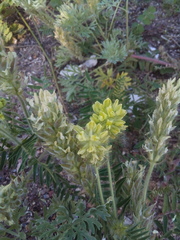 Oxytropis pilosa