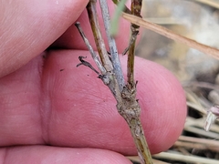 Thelesperma filifolium