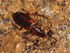 Cymindis axillaris