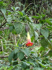 Brugmansia sanguinea