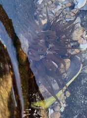 Anthopleura michaelseni