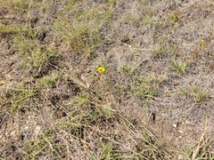 Thelesperma filifolium
