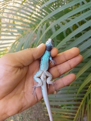 Aspidoscelis lineattissimus