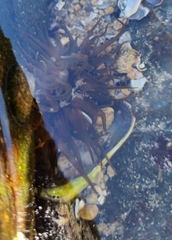 Anthopleura michaelseni