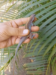 Aspidoscelis lineattissimus