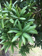 Podocarpus latifolius