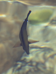 Zebrasoma scopas