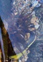 Anthopleura michaelseni