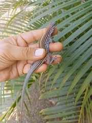 Aspidoscelis lineattissimus