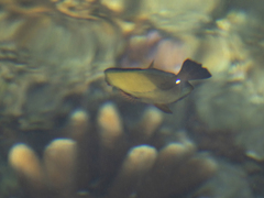 Zebrasoma scopas