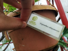 Nepenthes sibuyanensis