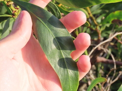 Phyllodineae