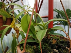 Nepenthes sibuyanensis