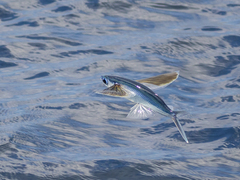 Cheilopogon