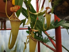 Nepenthes sibuyanensis