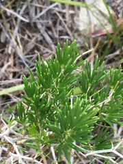 Asparagus